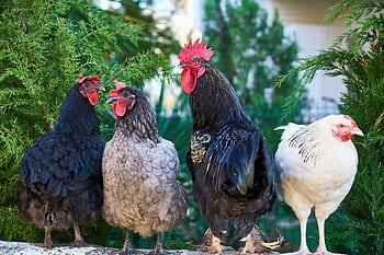 Group of colorful chickens in a natural farm environment. HD wallpaper