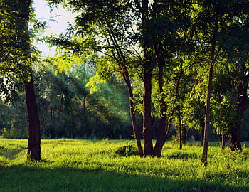 Peaceful forest scene with sunlight filtering through green trees on a tranquil morning. HD wallpaper