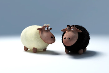 sheep, cute, funny, animals HD wallpaper