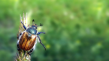 Beetle, Beetle insect , Popular, Backgrounds HD wallpaper