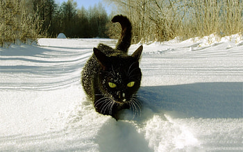 A Tracker, winter, black cat, animals, snow, cats, funny HD wallpaper