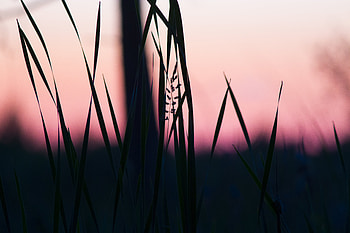 Grass, Twilight, Macro, Dark, Dusk HD wallpaper