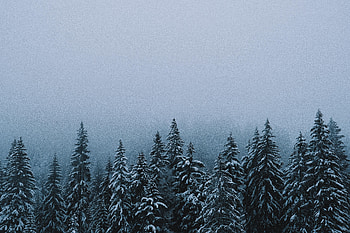 Winter, Nature, Trees, Snow, Fir-Trees, Forest HD wallpaper