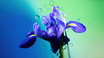 Chromebook Flower Droplets , chromebook, computer, stock, behance HD wallpaper