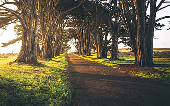 Cypress Tree, Alley HD wallpaper