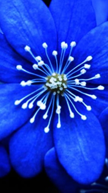 Blue Flowers, Blue And White HD phone wallpaper