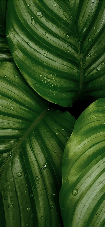 Leaf , Organic beauty HD phone wallpaper