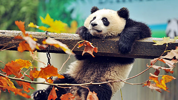 Panda, animal, pretty, autumn, nature, nice, tree HD wallpaper