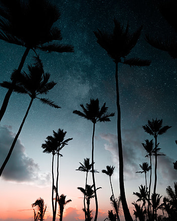 Nature, Night, Palms, Dark, Silhouettes, Starry Sky HD phone wallpaper