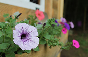 Flowers, House, Sharpness, Petunias HD wallpaper