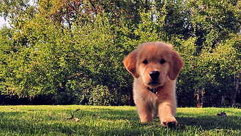 Cute Puppy, animal, dog, summer, puppy, funny HD wallpaper