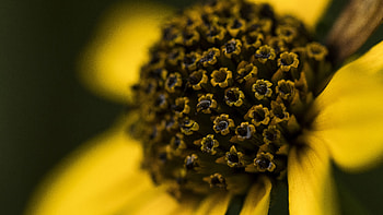Yellow Pistils Flower Petals Blur Background graphy graphy HD wallpaper