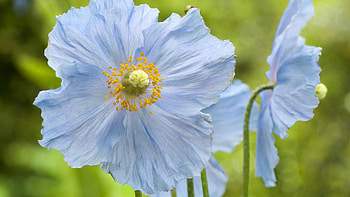 Blue Poppy Flowers, nature, poppy, flower HD wallpaper