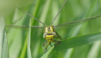 Macro, Sheet, Leaf, Insect, Dragonfly HD wallpaper