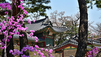 South Korea, Purple flowers, Traditional buildings, Architectural beauty HD wallpaper
