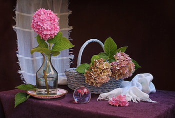 *** Hydrangea - still life ***, nature, flowers, hydrangea, flower HD wallpaper