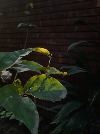 leaf, plant stem, tints and shades HD phone wallpaper
