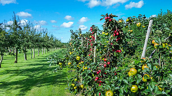 Fruit garden, Farms HD wallpaper