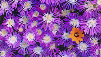 Flowers, Flower, Bright, Multicolored, Petals, Close-Up HD wallpaper