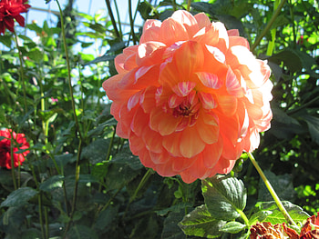 A perfect day at Edmonton garden 44, graphy, green, red, Flowers, garden, Dahlia, orange HD wallpaper