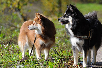 *** Two friends ***, ladowe, dwa, zwierzeta, psy HD wallpaper