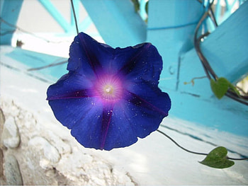 morning glory, glory, morning HD wallpaper