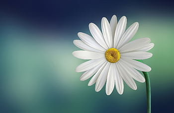 Beautiful close-up of a daisy flower with a soft blurry background, perfect for . HD wallpaper