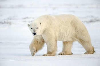 HQ polar bear , Stunning graphs, , Perfect for animal lovers HD wallpaper