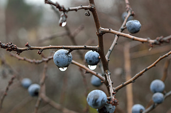 Drops, Macro, Branches, Berry, Thorn, Sloe HD wallpaper