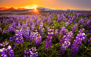 Sunset over field, lupin, orange, sunset, fiery, rays, glow, meadow, mountain, summer, wildflowers, field, sky HD wallpaper