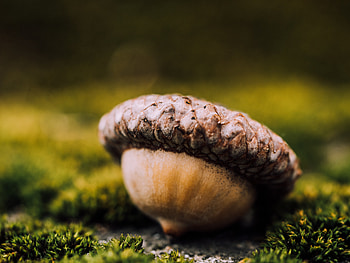 Macro, Acorn, Seeds, Seed HD wallpaper