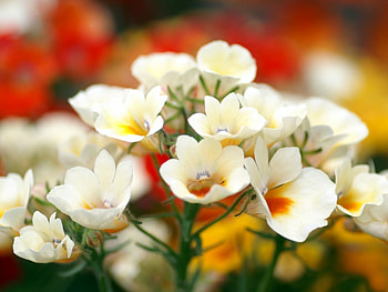 Plants, Flowers HD wallpaper