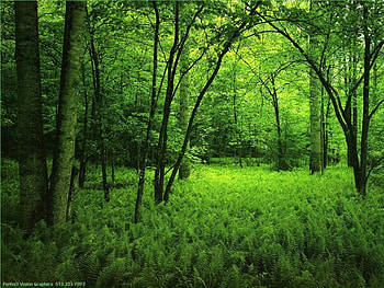 Green Forest, trees, nature, forest, green HD wallpaper
