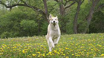 dog running, dog, grass, tree, flower HD wallpaper