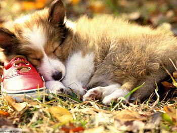 Dog_Sleeping, dog, animals HD wallpaper