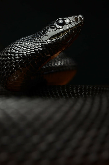 Reptilian macro graphy, Detailed snake , Close-up serpent beauty, Serpentine details HD phone wallpaper