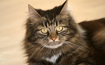 Animals, Cat, Fluffy, Muzzle, Sight, Opinion HD wallpaper