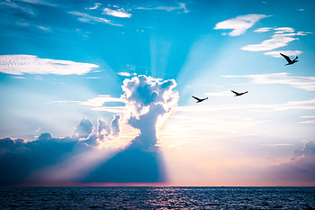 Costa Rica Sunset , sunset, nature, birds HD wallpaper