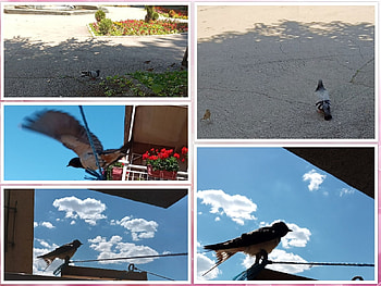 Collage of birds, Lovely, Beautiful, Cute, Birds HD wallpaper