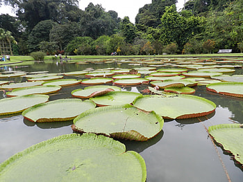 Bogor Botanical Garden, garden, bogor, nature, lotus HD wallpaper