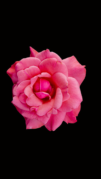 The Japanese, Camellia HD phone wallpaper