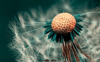 New Flower, nature, flower HD wallpaper