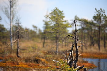 Tranquil swamp landscape in Smārde parish with trees and clear sky. HD wallpaper