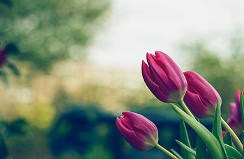 Flowers, Pink, Tulips HD wallpaper