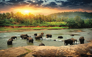 The Elephants, bathing, river, clouds, landscape, sky, water, sun HD wallpaper
