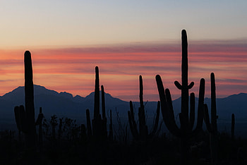 Cactuses, Mountains, Twilight, Dark, Silhouettes, Dusk HD wallpaper