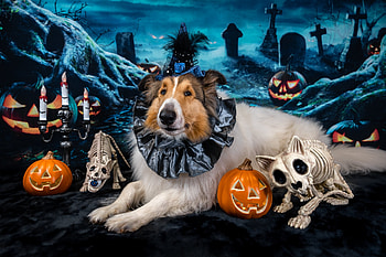 Happy Halloween!, dog, halloween, collie, skull, cute, pumpkin, caine, hat HD wallpaper
