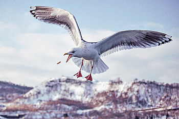 Seagull, wings, flight, bird HD wallpaper