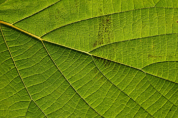 Macro, Sheet, Leaf, Veins HD wallpaper