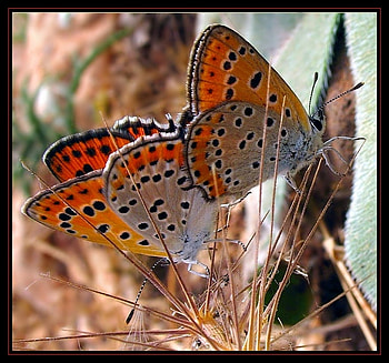 butterflies, beautiful, nature, nice HD wallpaper